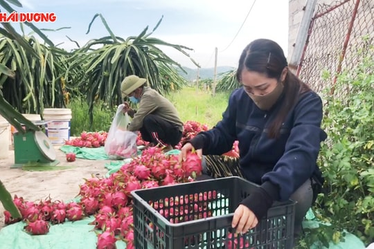 Đa dạng thị trường tiêu thụ thanh long Bạch Đằng